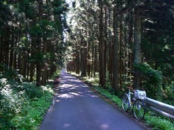 隠津島神社近くの杉の道