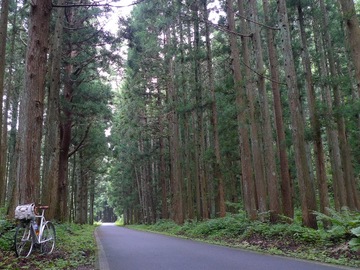 10081604杉の道.JPG